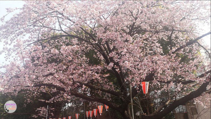 japan-trip-kanto-jr-press-wide-family-traveloka-travel-plan-23