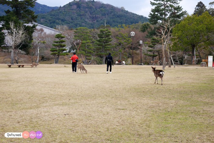 bookmashare-review-howto-blogger-travel-plan-hotel-airline-pantip-kansai-kyoto-kanazawa-osaka-takayama-shirakawago-nara-138