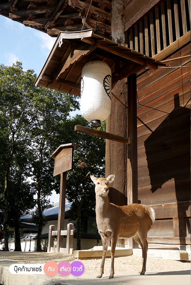 bookmashare-review-howto-blogger-travel-plan-hotel-airline-pantip-kansai-kyoto-kanazawa-osaka-takayama-shirakawago-nara-147